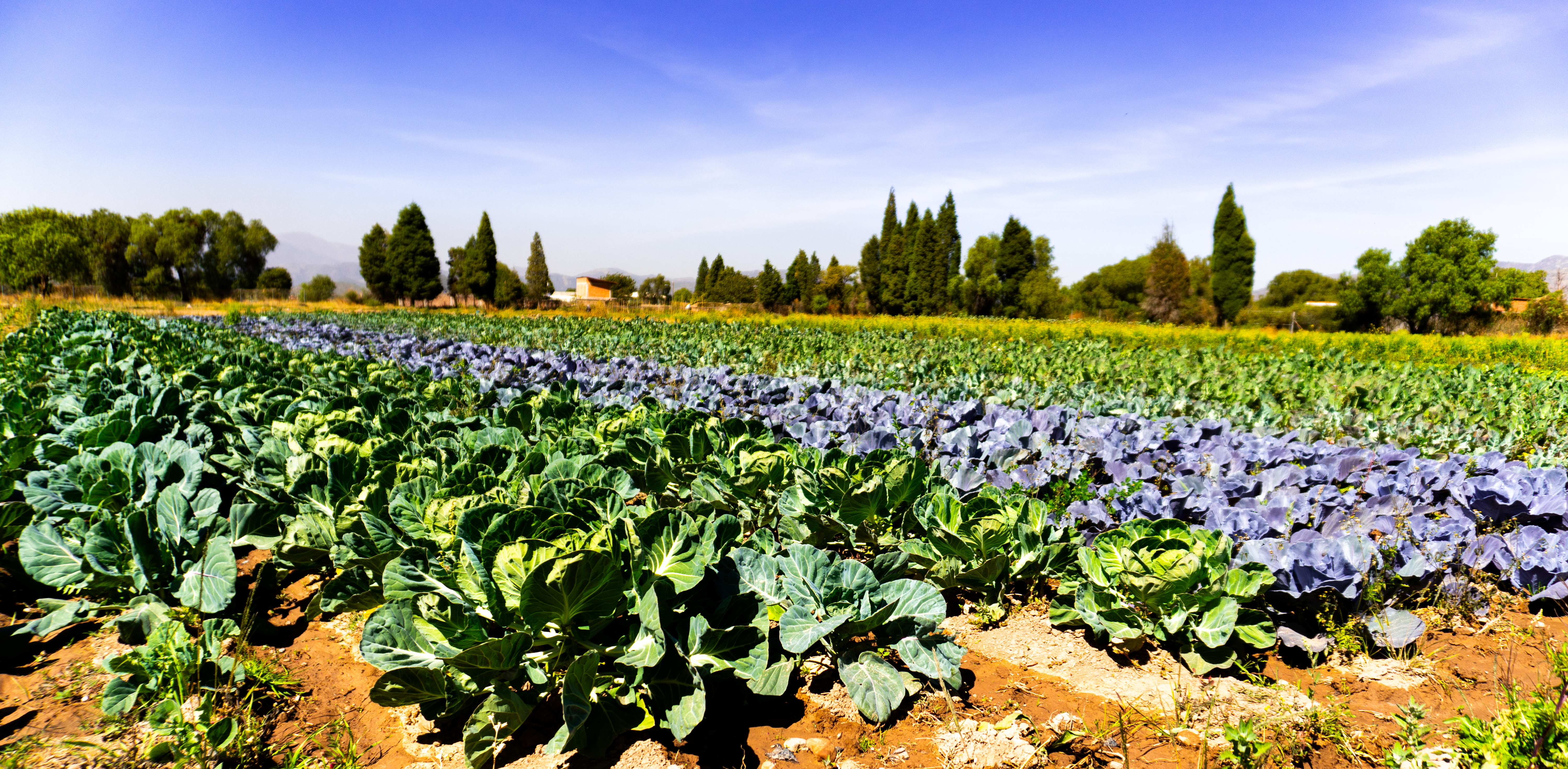 Semilleros y bandejas de germinación